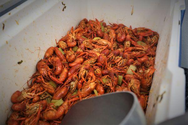 Crawfish