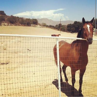 My guy as happy and mellow as can be at Heavenly Acres Ranch.