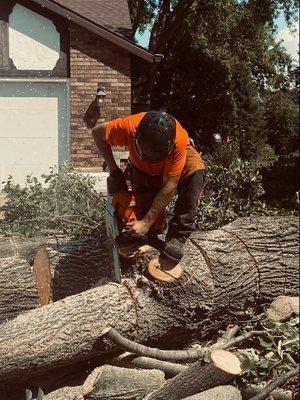 Boss Timber Tree Service Green bay Wi 54313 920-716-9606