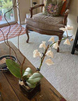 Dying orchid plant