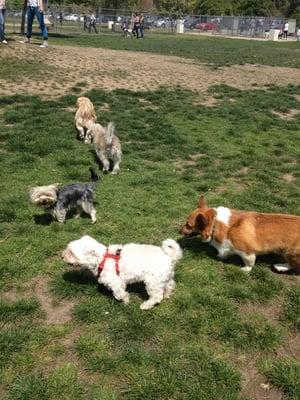 Small dog park