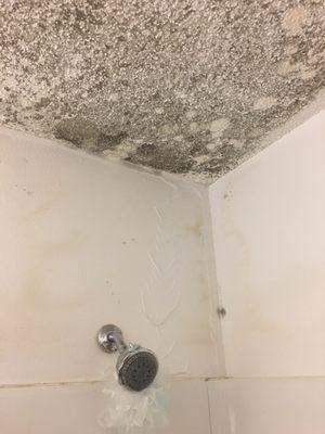 Shower ceiling