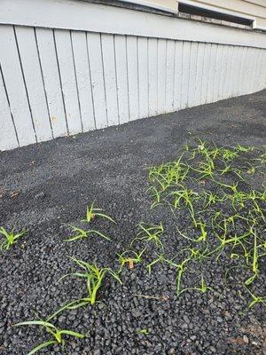 Grass growing through the pavement they just paved