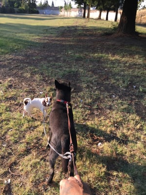 Walking my dogs at Meadowdake Park