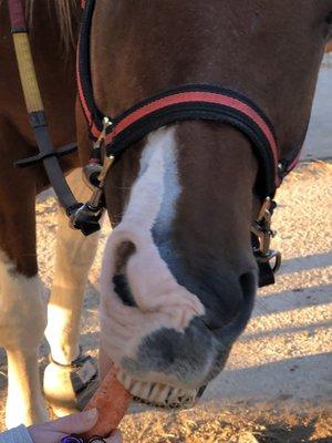 Elvis getting a carrot for being a good boy