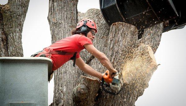 Green City Tree Services