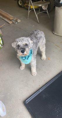 Angel my senior schnauzer