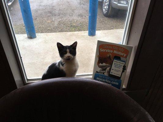 Figaro our office kitten sitting next to the Car Fax sign. We participate in Car Fax's vehicle service history program. Ask for details.