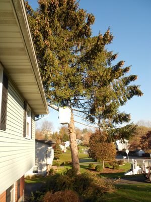 Up in the cherry-picker cutting off limbs