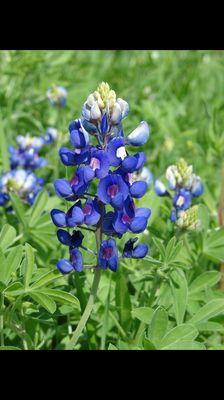 Bluebonnet!