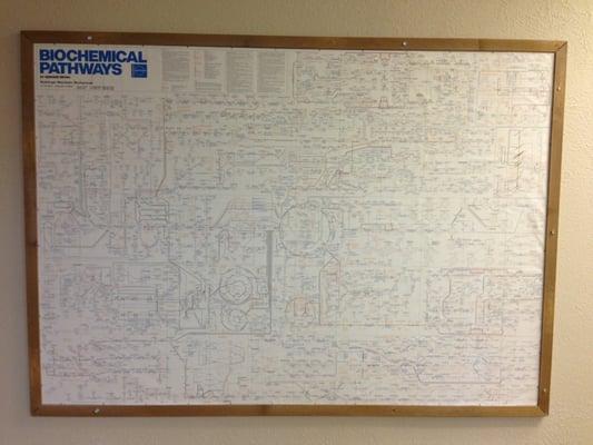 They actually understand this Biochemical Pathway Chart!