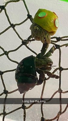 Two hermit crabs on a rope