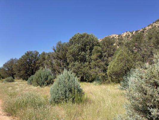 One of the Mint Wash trail meadows