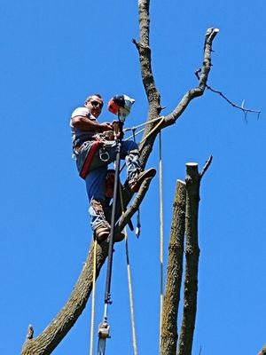 Tree climbing