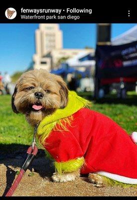 Mochi's most recent training session in a Grinch outfit (almost 2 years old)