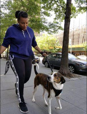 Super Mom Dog Walkers