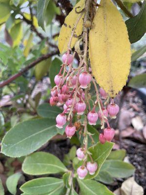 Mi Jalisco Nursery