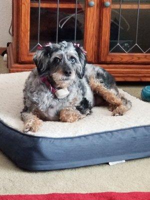 Bella, who's 14+ years old, loves the bows on her ears. If one falls out, she brings it to be replaced.