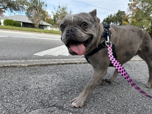 Gorgeous gray brindle Frenchie getting her steps in!