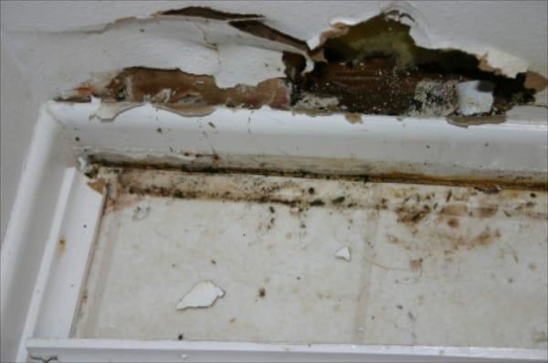 Mold Damage in Wall