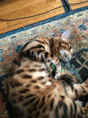 Beautiful marking on this sweet Bengal!!! | Pet visit service