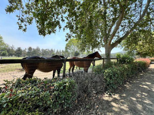 Happy horses