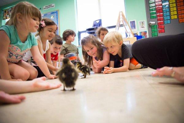 We hatch baby ducklings every spring in our science program!