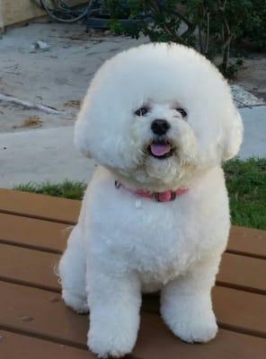 I have owned Bichon ' s for close to 25 years. Hands down this is the best Bichon cut ever! And she came home happy! Love!