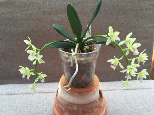 My husband went to the greenhouse to pick something up to surprise me. The ladies working helped him pick 3 beautiful orchids out for me.