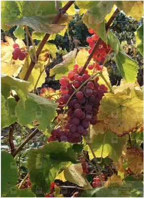 Suffolk Red Seedless Grape