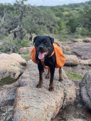 Fetching Freedom Dog Training