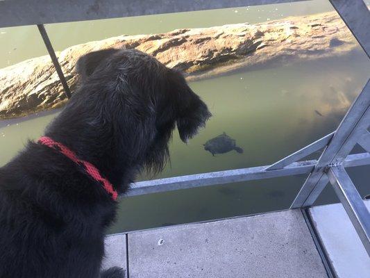 Dog entertainment. Fish watching