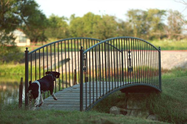 Burning Tree Ranch Dog Crossing Bridge