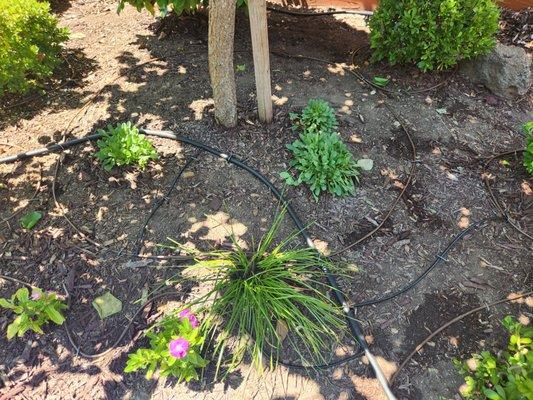 Drip irrigation installed in a planter. Drip secured with steel staples and later covered in tanbark.