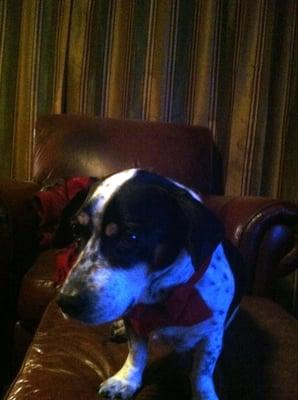 Red Velvet collar with matching bow tie!