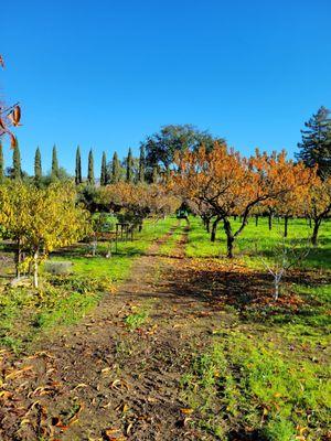 Jacobsen Orchards