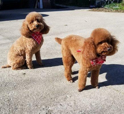 Just got back from their hair appt at Debbie's pet salon. Summer hair style