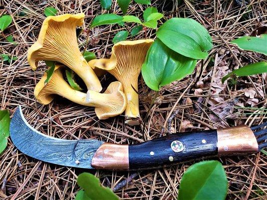 Wild MN Chanterelles with our signature Foraging Knife