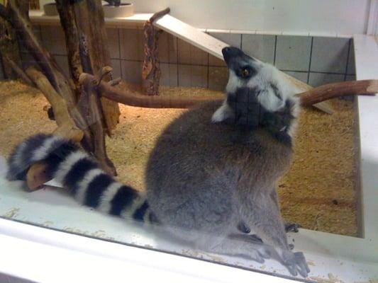 Ring tailed lemur