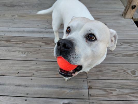 Loudon County Animal Hospital