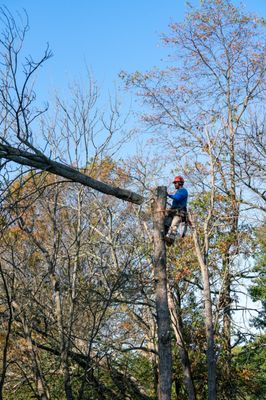 Arrow Tree Service