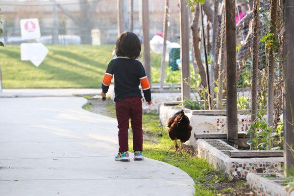 You can still find chickens around the campus