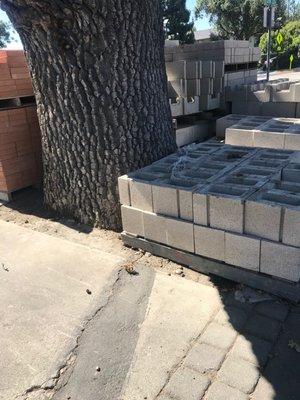 Close-up of building supplies next to heritage Valley Oak