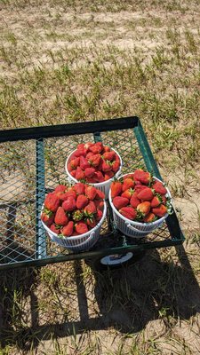 Fresh picked strawberries