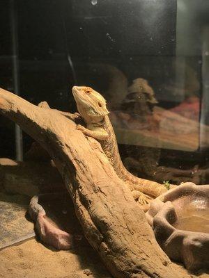 A chillin' bearded dragon