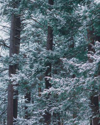 The Snowtel California is cradled in the icy mountains of Maine, thawed only by the glowing aura of our dedicated staff's Cali vibes.