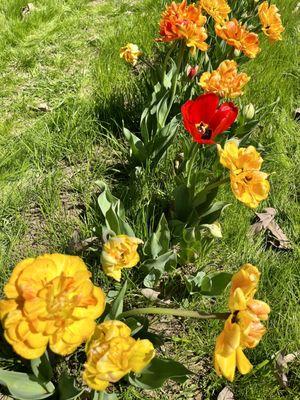 Various stages of blooms