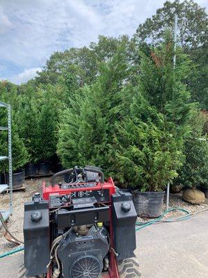 Leyland Cypress  def higher than 10' priced for and unheard of price now at $109