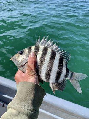 Sheepshead fishing