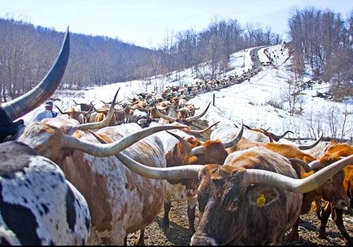 Dickinson Ranch website stock photo - Cattle in winter